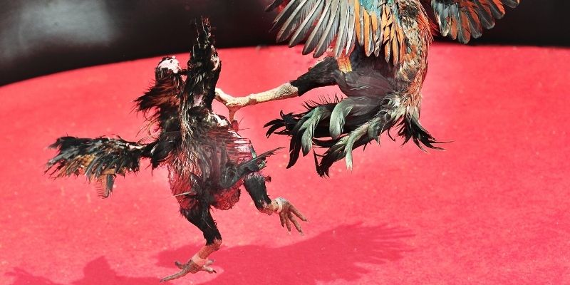 Sơ lược sảnh đá gà 69VN