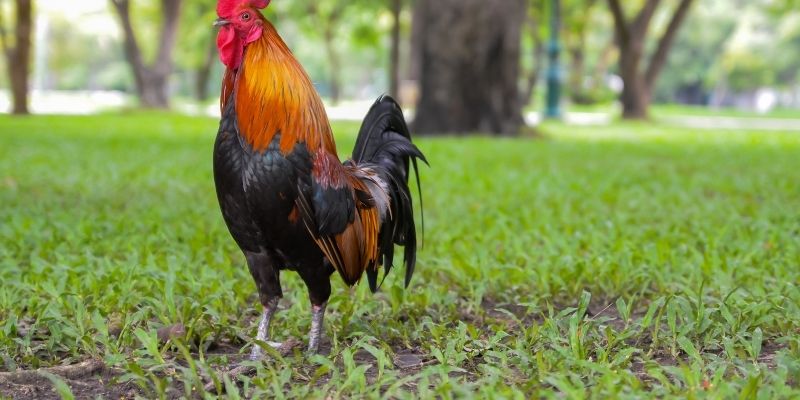 Hiểu về luật chơi trực tiếp đá gà tre