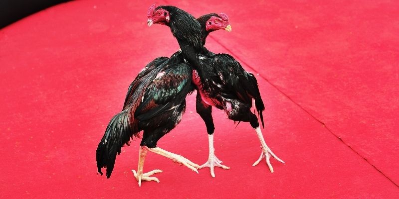 Hình thức đá gà tre quen thuộc, phổ biến