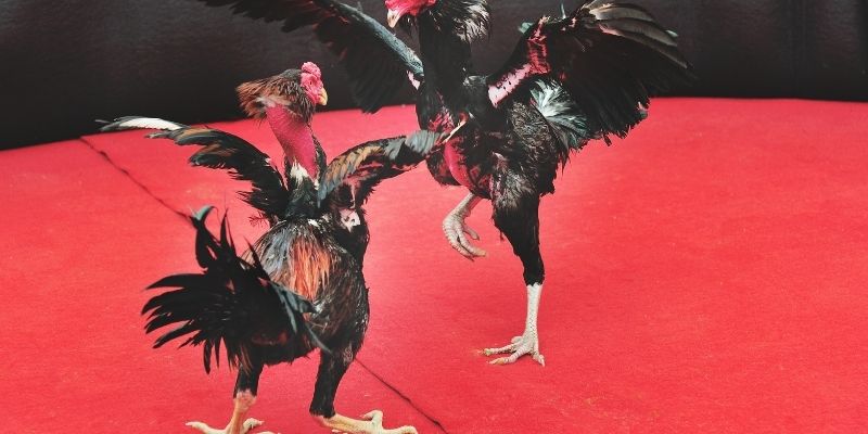 Dự đoán kết quả theo phân tích thứ hạng gà
