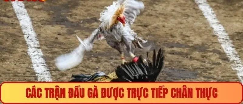 Các trận đấu gà được trực tiếp chân thực