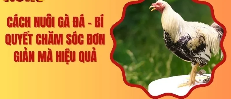 Cách Nuôi Gà Đá – Bí Quyết Chăm Sóc Đơn Giản Mà Hiệu Quả