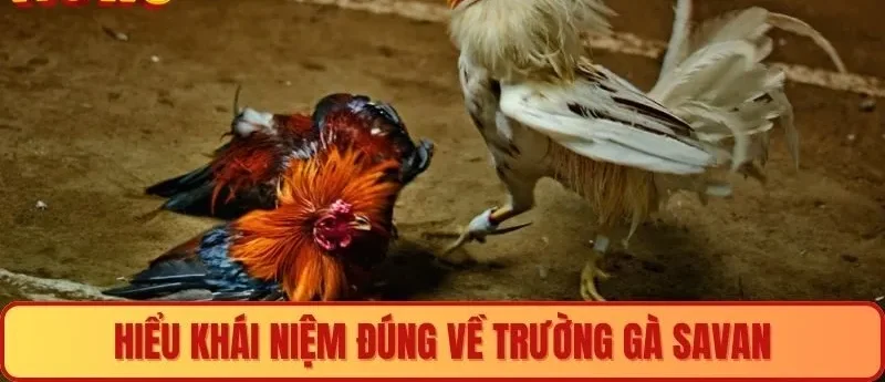 Hiểu khái niệm đúng về trường gà Savan