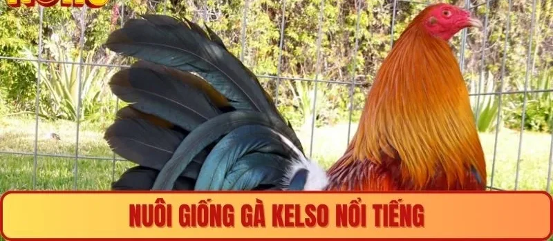 Nuôi giống gà Kelso nổi tiếng