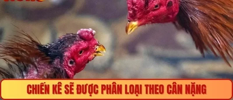 Chiến kê sẽ được phân loại dựa vào cân nặng