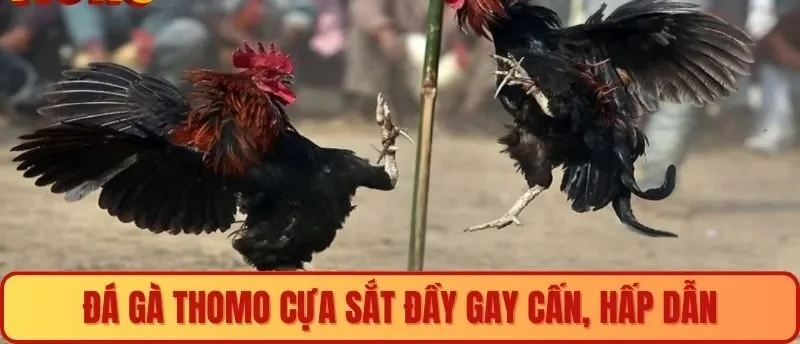 Đá gà Thomo cựa sắt đầy gay cấn, hấp dẫn