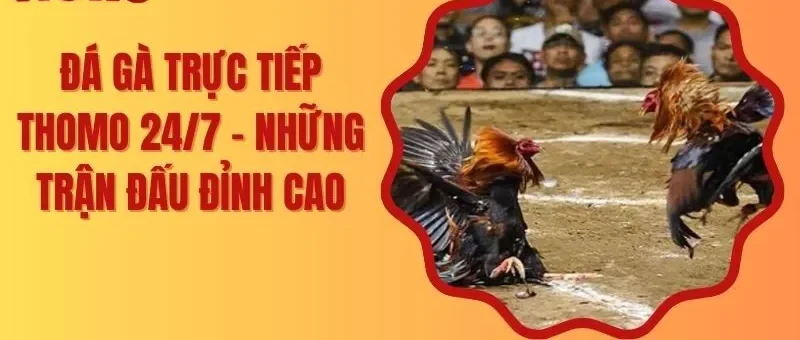 Đá Gà Trực Tiếp Thomo 24/7 – Những Trận Đấu Đỉnh Cao