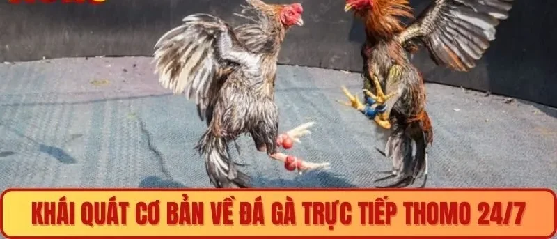 Khái quát cơ bản về đá gà trực tiếp thomo 24/7