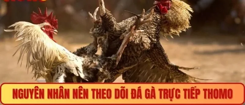 Nguyên nhân nên theo dõi đá gà trực tiếp Thomo