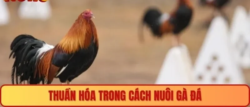 Thuần hóa trong cách nuôi gà đá