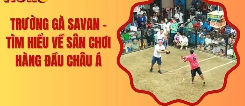 Trường Gà Savan – Tìm Hiểu Về Sân Chơi Hàng Đầu Châu Á