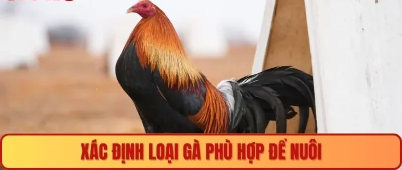 Xác định loại gà phù hợp để nuôi